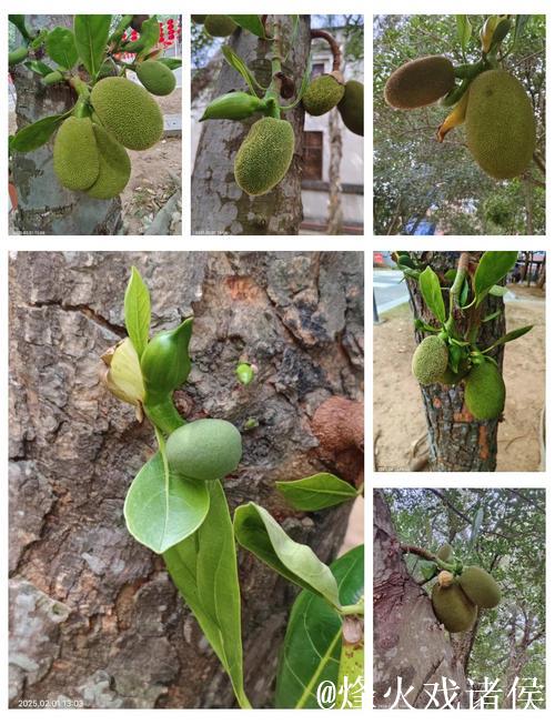 探索菠萝蜜菠萝蜜视频的精彩世界