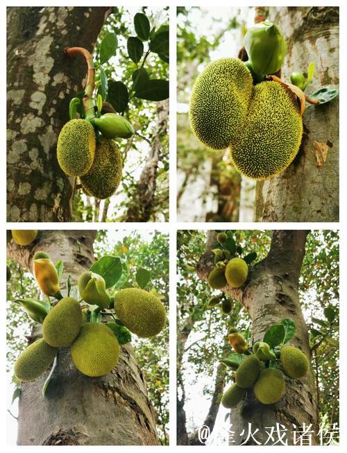 探索菠萝蜜菠萝蜜视频的精彩世界